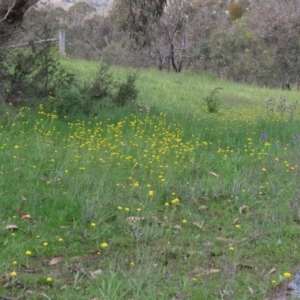 Craspedia variabilis at Theodore, ACT - suppressed