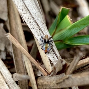 Maratus calcitrans at Karabar, NSW - 14 Oct 2020