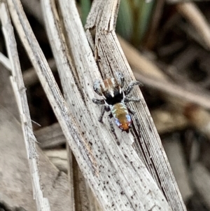 Maratus calcitrans at Karabar, NSW - 14 Oct 2020