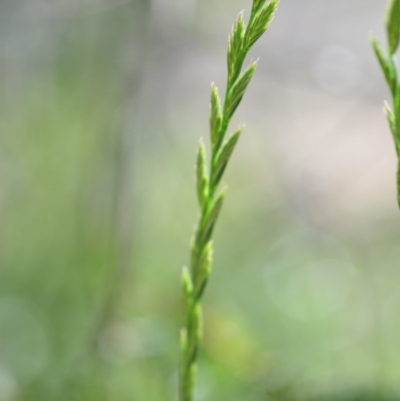 Lolium sp. (Ryegrass) at Wamboin, NSW - 9 Oct 2020 by natureguy