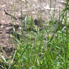 Lolium sp. at Wamboin, NSW - 9 Oct 2020