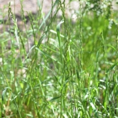 Lolium sp. at Wamboin, NSW - 9 Oct 2020