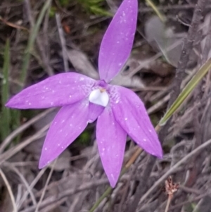 Glossodia major at Cook, ACT - 12 Oct 2020