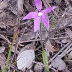 Glossodia major at Cook, ACT - 12 Oct 2020