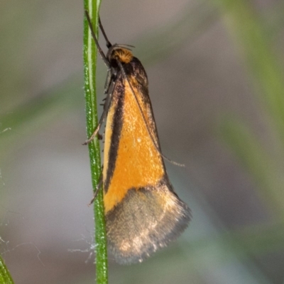 Philobota undescribed species near arabella (A concealer moth) at ANBG - 14 Oct 2020 by Roger