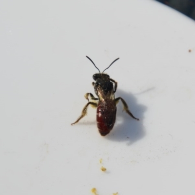 Lasioglossum (Parasphecodes) sp. (genus & subgenus) (Halictid bee) at Greenleigh, NSW - 14 Oct 2020 by LyndalT