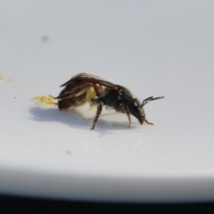 Lasioglossum (Parasphecodes) sp. (genus & subgenus) at Greenleigh, NSW - 14 Oct 2020