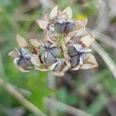 Wurmbea dioica subsp. dioica (Early Nancy) at Bass Gardens Park, Griffith - 14 Oct 2020 by SRoss