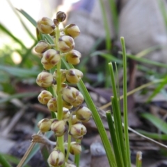 Lomandra filiformis (Wattle Mat-rush) at Rugosa - 12 Oct 2020 by SenexRugosus