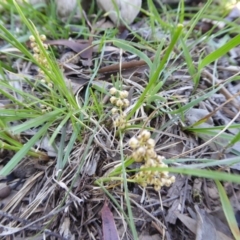 Lomandra filiformis at Yass River, NSW - 13 Oct 2020