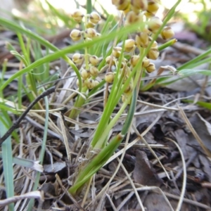 Lomandra filiformis at Yass River, NSW - 13 Oct 2020