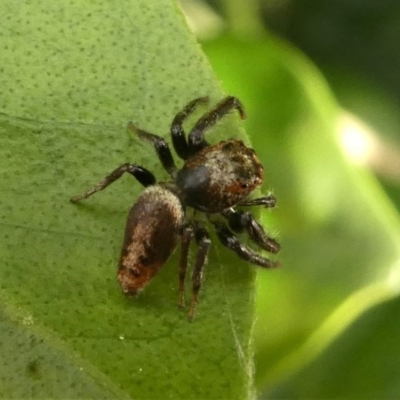 Opisthoncus sp. (genus) (Opisthoncus jumping spider) at Kambah, ACT - 14 Oct 2020 by HarveyPerkins