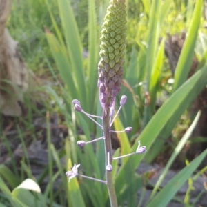 Scilla hyacinthoides at Jerrabomberra, ACT - 14 Oct 2020