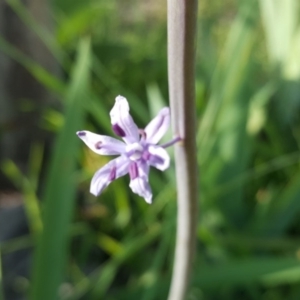 Scilla hyacinthoides at Jerrabomberra, ACT - 14 Oct 2020