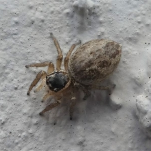 Maratus griseus at Kambah, ACT - 13 Oct 2020 01:39 PM