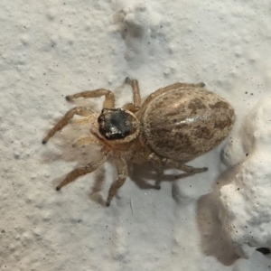 Maratus griseus at Kambah, ACT - 13 Oct 2020 01:39 PM