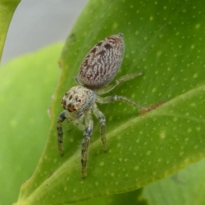 Opisthoncus sp. (genus) at Kambah, ACT - 13 Oct 2020