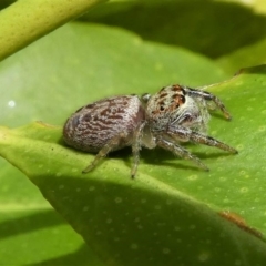 Opisthoncus sp. (genus) at Kambah, ACT - 13 Oct 2020