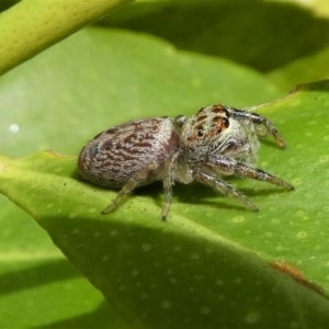 Opisthoncus sp. (genus) at Kambah, ACT - 13 Oct 2020