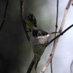 Rhipidura albiscapa (Grey Fantail) at Rosedale, NSW - 12 Oct 2020 by jbromilow50