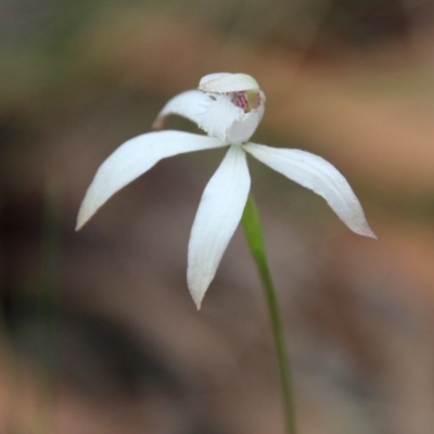 Caladenia ustulata (Brown Caps) at Mongarlowe, NSW - 13 Oct 2020 by LisaH