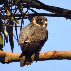 Falco longipennis at Kambah, ACT - 14 Oct 2020