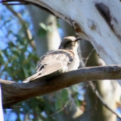Cacomantis pallidus (Pallid Cuckoo) at Mongarlowe River - 13 Oct 2020 by LisaH
