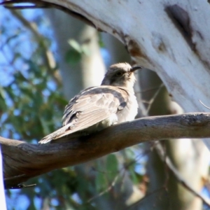 Cacomantis pallidus at Mongarlowe, NSW - suppressed