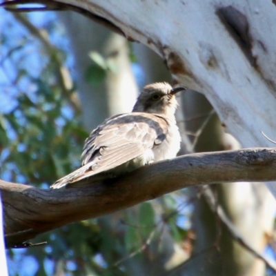 Cacomantis pallidus (Pallid Cuckoo) at Mongarlowe, NSW - 13 Oct 2020 by LisaH