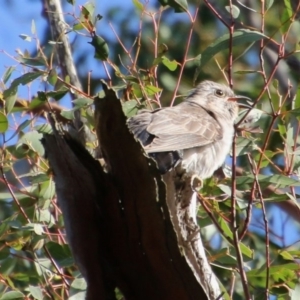 Cacomantis pallidus at Mongarlowe, NSW - suppressed