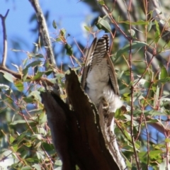 Cacomantis pallidus at Mongarlowe, NSW - suppressed