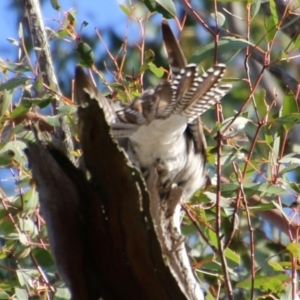 Cacomantis pallidus at Mongarlowe, NSW - suppressed