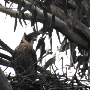 Falco longipennis at Kambah, ACT - suppressed