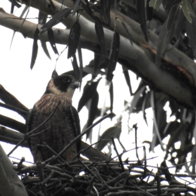 Falco longipennis (Australian Hobby) at Kambah, ACT - 13 Oct 2020 by HelenCross