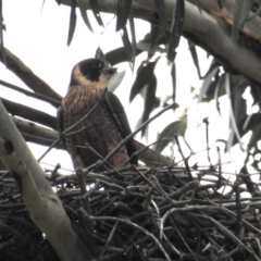 Falco longipennis at Kambah, ACT - suppressed