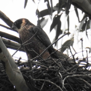 Falco longipennis at Kambah, ACT - suppressed