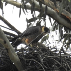 Falco longipennis at Kambah, ACT - suppressed