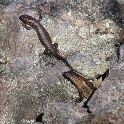 Egernia cunninghami (Cunningham's Skink) at Mongarlowe, NSW - 13 Oct 2020 by LisaH