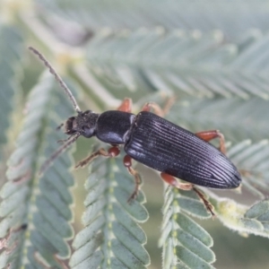 Lepturidea sp. (genus) at Bruce, ACT - 14 Oct 2020