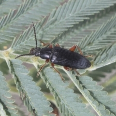 Lepturidea sp. (genus) at Bruce, ACT - 14 Oct 2020