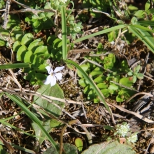 Lobelia pedunculata at Mongarlowe, NSW - suppressed