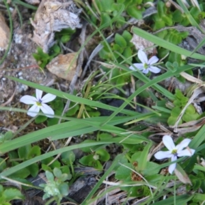 Lobelia pedunculata at Mongarlowe, NSW - 13 Oct 2020