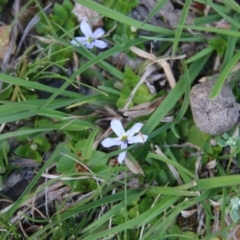 Lobelia pedunculata at Mongarlowe, NSW - 13 Oct 2020