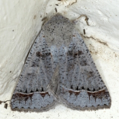 Pantydia sparsa (Noctuid Moth) at Ainslie, ACT - 9 Oct 2020 by jbromilow50