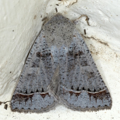 Pantydia sparsa (Noctuid Moth) at Ainslie, ACT - 9 Oct 2020 by jbromilow50