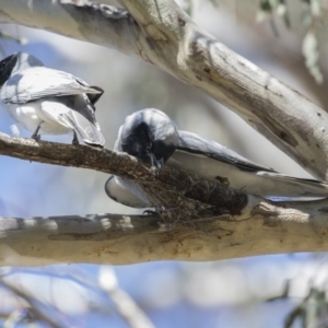 Coracina novaehollandiae at Majura, ACT - 13 Oct 2020