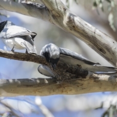 Coracina novaehollandiae at Majura, ACT - 13 Oct 2020