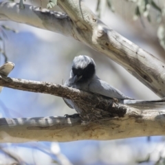 Coracina novaehollandiae at Majura, ACT - 13 Oct 2020 10:09 AM