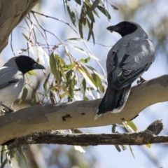 Coracina novaehollandiae at Majura, ACT - 13 Oct 2020