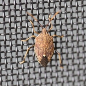 Poecilometis strigatus at Higgins, ACT - 14 Oct 2020